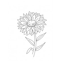 Coloriage Aster