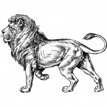 Coloriage Un lion