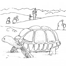 Coloriage Une tortue