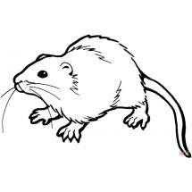 Coloriage Rat