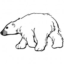 Polar bear coloring