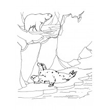 Bear and seal coloring
