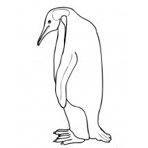 Coloriage Penguin
