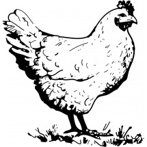Coloriage Chicken