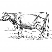 Milk cow coloring