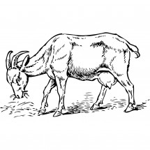 Coloriage A goat