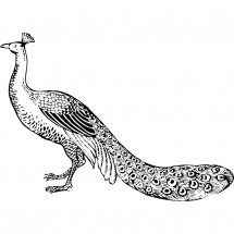 A peacock coloring