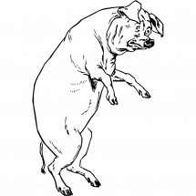 Pig standing coloring