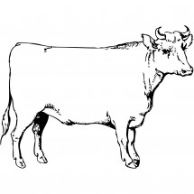 An ox coloring