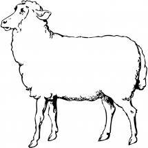 A sheep coloring