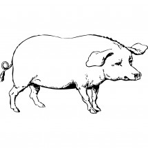 Sad pig coloring