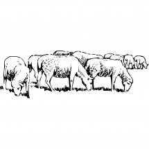 Herd of sheep coloring