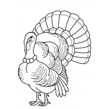 Coloriage Turkey