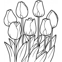 Tulips coloring