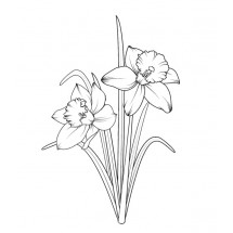 Coloriage Daffodils