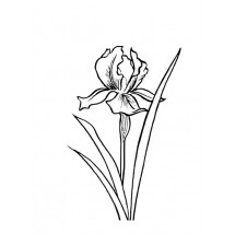Coloriage Iris