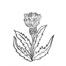 Thistle coloring
