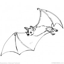 Halloween bat coloring