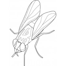 Coloriage Fly