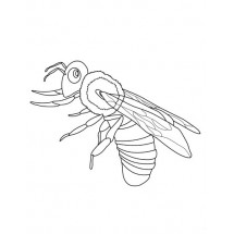 Coloriage Wasp