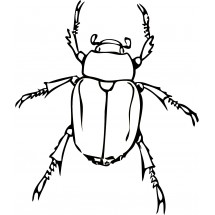 Coloriage Beetle