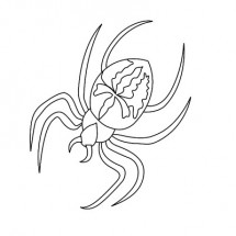 Spider coloring