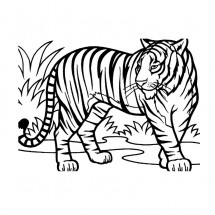 Coloriage Tiger