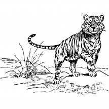 A tiger coloring
