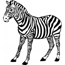 A zebra coloring