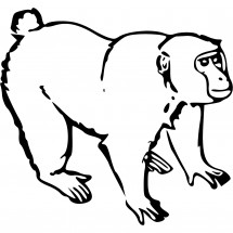 Coloriage Baboon
