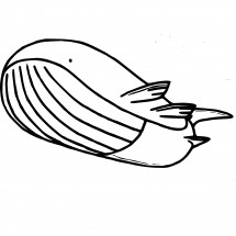 Pokémon Wailord coloring page