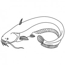 Coloriage Catfish