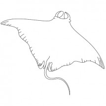 Coloriage Manta ray