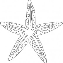Starfish coloring