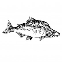 Coloriage Pink Salmon