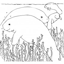 Walrus shoal coloring